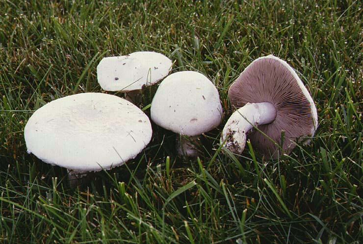 agaricusc.jpg (92263 bytes)